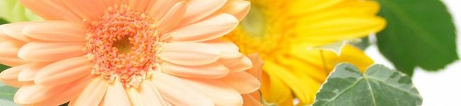 レイ○'s header image