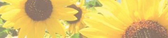 ホーリールミン's header image
