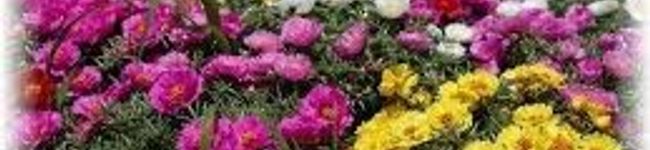 rosemoss's header image