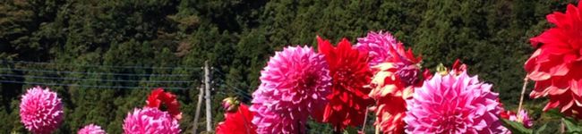 ☂ayumi's header image