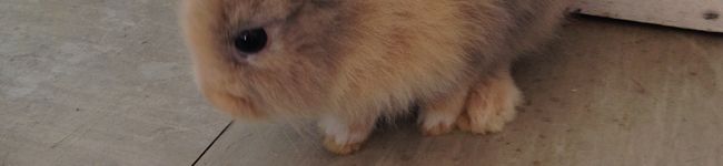 耳の長いうさぎ's header image