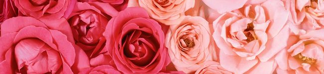 cafemie's header image