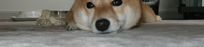 まひろんぶー's header image