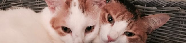 laque375's header image