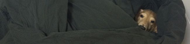 Y♡Lily's header image