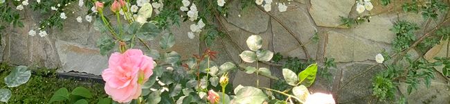 こもれび食堂🌸&Ｋ's header image