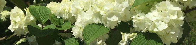 katope43's header image