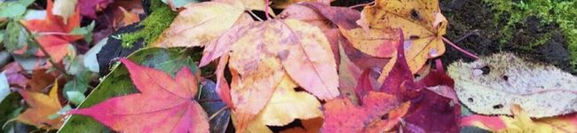 山瀬理恵子's header image