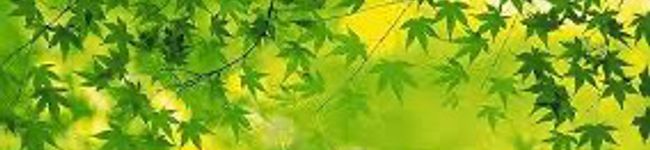 ヒヨコ's header image