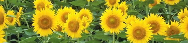 給食のひでぼん's header image