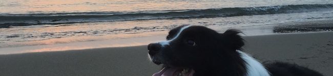 ナオナオクリリン's header image
