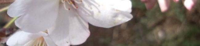 NOKKOSAN's header image