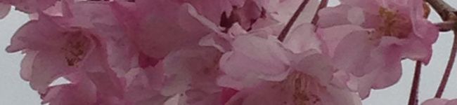みっちいまま's header image