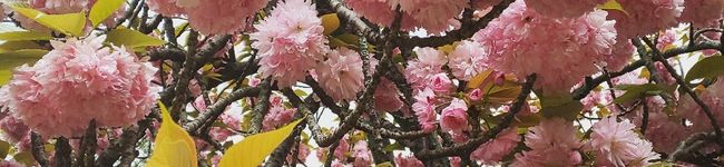 琥珀972's header image