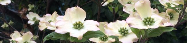 56pommes's header image