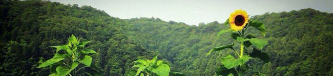 Chiａkiki's header image
