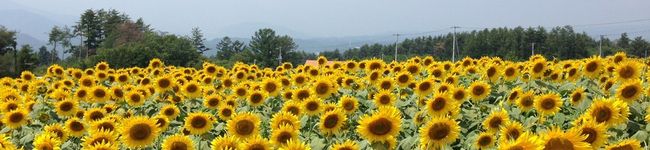 JUNSHINDO's header image
