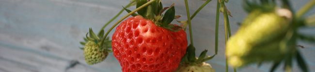 ｅｃｃｏのごはん's header image