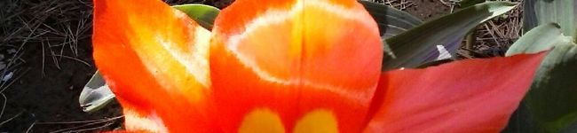 tantanmam's header image