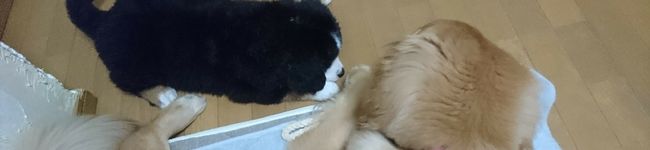大型犬多頭飼いママ's header image