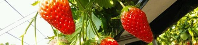 cyaNNNNchi's header image