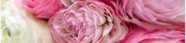 Radianne's header image