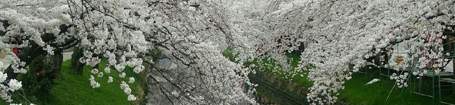 nunchanke's header image