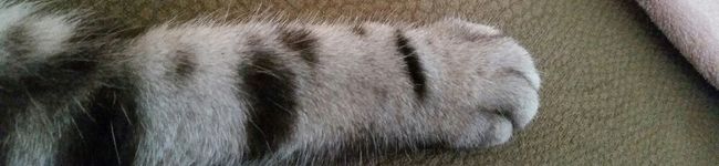 nyokkiny's header image