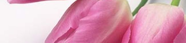 くまの奥様's header image