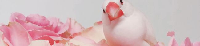 きらつきゆえ's header image