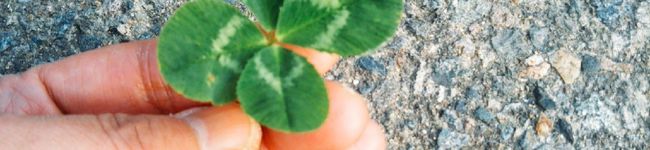 chiibubu's header image