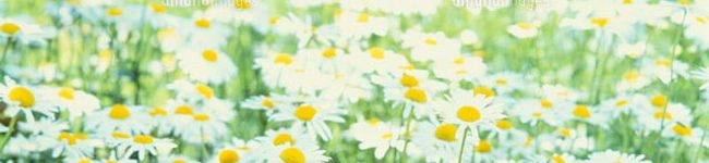 ちいさなこびと's header image