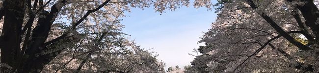 桃Bailey's header image