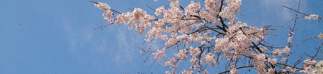 ソラソラ☆'s header image