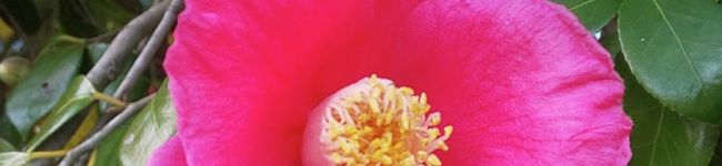 なの葉's header image