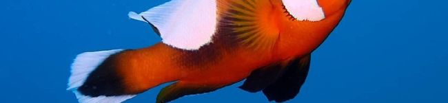 R064's header image