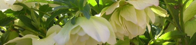 hiromi605's header image
