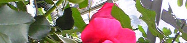 kiki155's header image