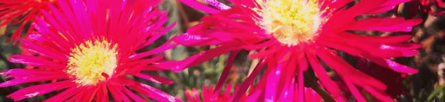 ソライロ桜's header image