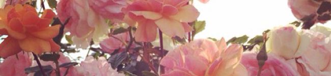Wcloset's header image