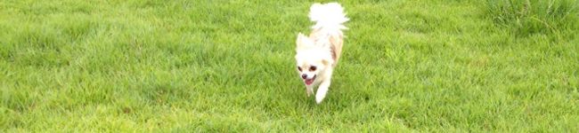 chocochan9's header image