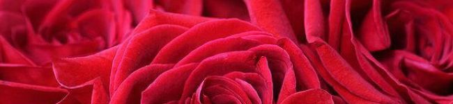 MrsRF's header image