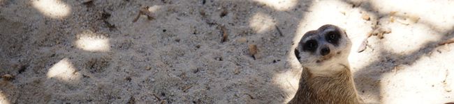OliveSyd's header image