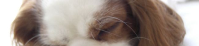 carrymomo's header image