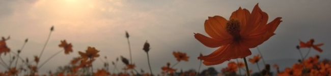 お食事処すぺいん's header image