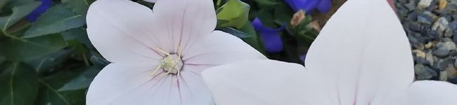 菅たろう's header image
