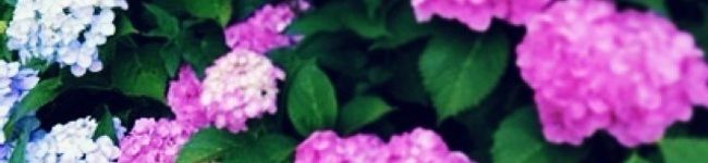 むーさんの親子弁当's header image