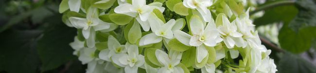 Hettie's header image