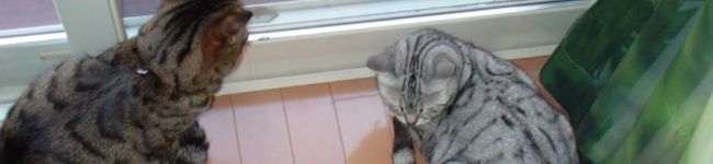mittan51's header image