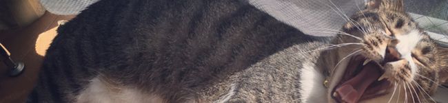 nok♡'s header image